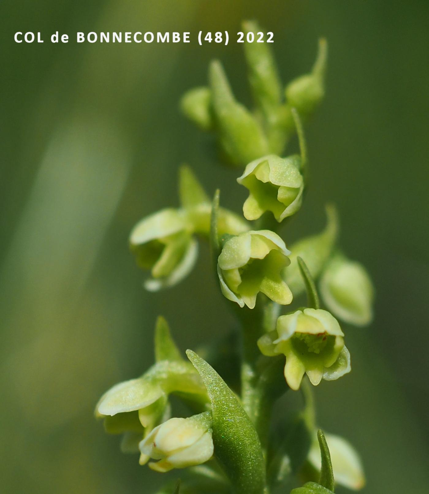 Orchid, Small White flower